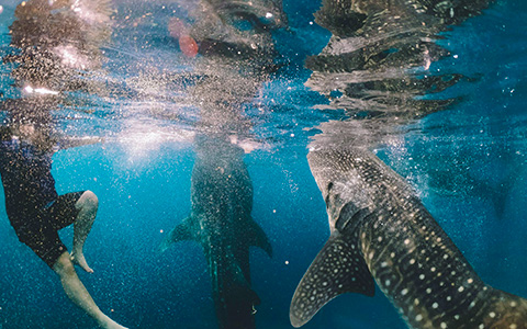 Oslob Whale Shark Encounter